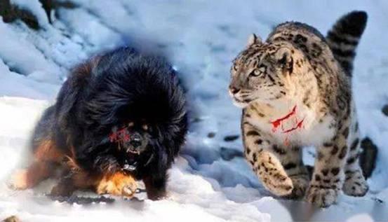 丰富,其中还包括很多较为罕见的物种,比方说素有"雪山之王"称号的雪豹