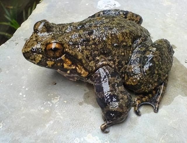 石蛙是国家保护动物吗，石蛙是保护动物吗（重庆惊现“山珍”美誉的石蛙）