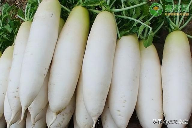 白萝卜选购技巧，白萝卜批发价格多少钱一斤