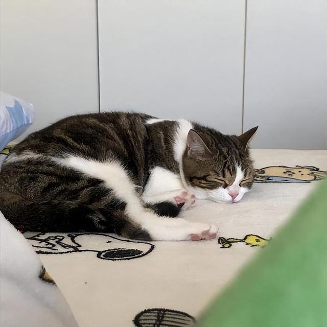 小猫为什么一直叫，小猫一直喵喵叫是为什么（这5种含义，不懂的话白养猫了）