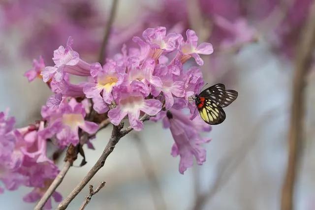 紫花风铃木可以盆栽吗，紫花风铃木北方能成活吗（分享——紫花风铃木）