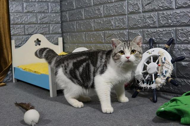 美短价格在多少钱一只，美短猫多少钱一只（你要是打算养猫，千万别养美短）