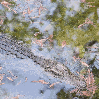 深圳世界之窗门票多少钱一张，深圳世界之窗晚上门票多少（动物园\u0026世界之窗/欢乐海岸水秀）