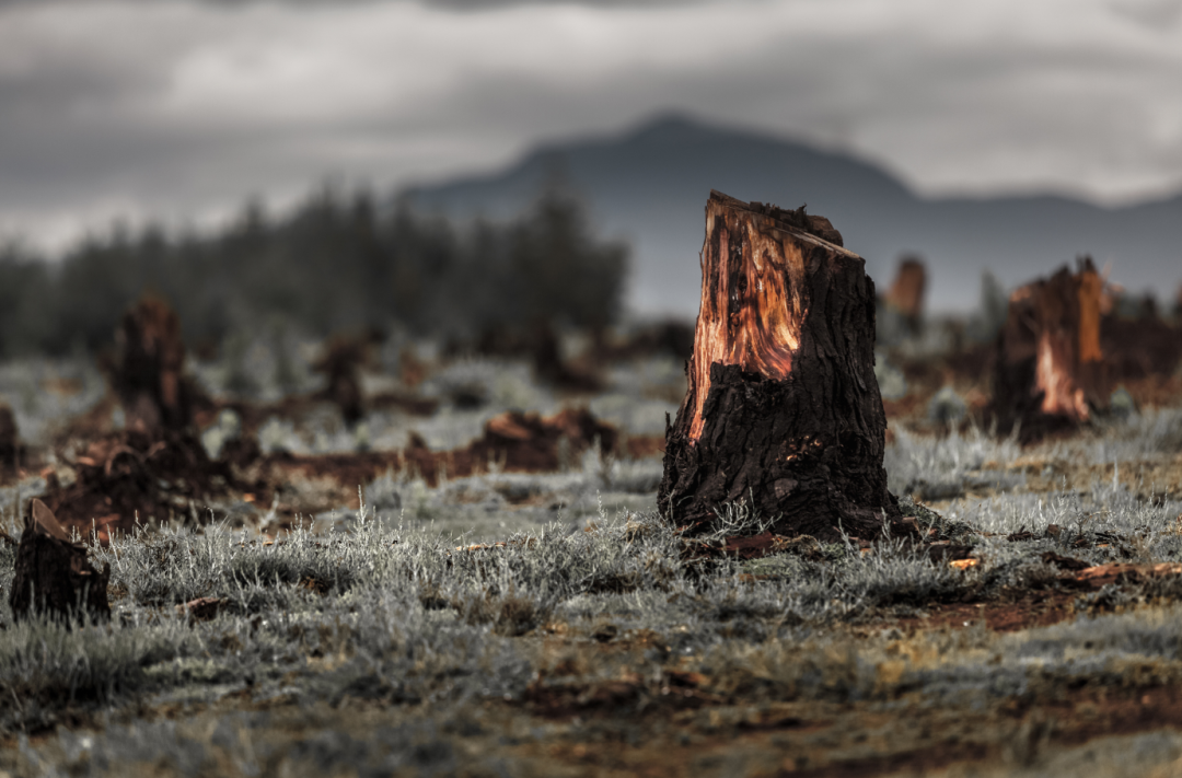 物种证明（有8个迹象证明）