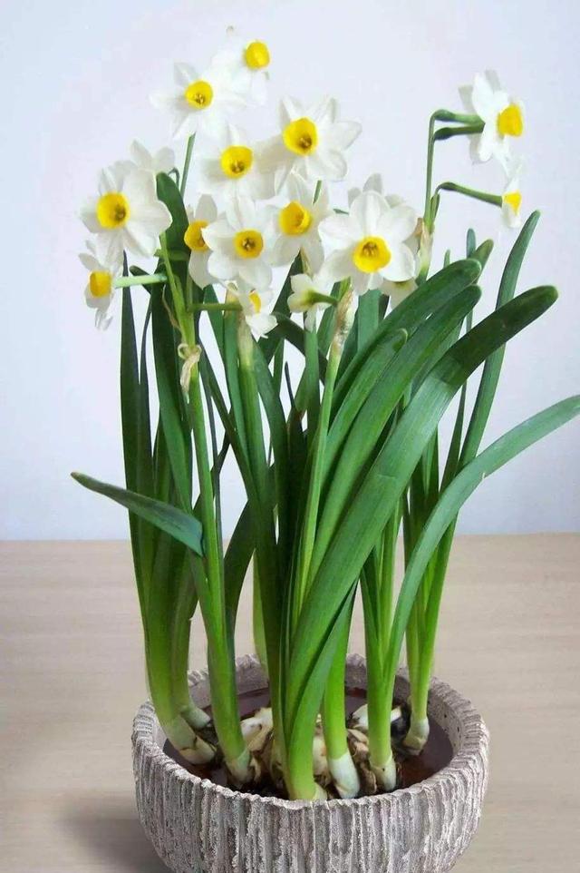 地狱花的花语是什么，地狱花园2021（12种“小毒花”）