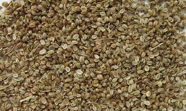 野胡萝卜和蛇床子区别，野胡萝卜和蛇床子是一种植物吗（每日学一药——蛇床子）