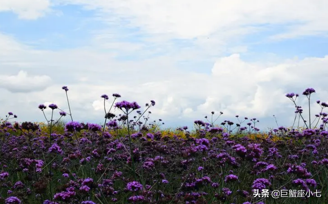 失去巨蟹座会疯的星座，失去巨蟹座疯会的几个星座（他们经历孤独后）