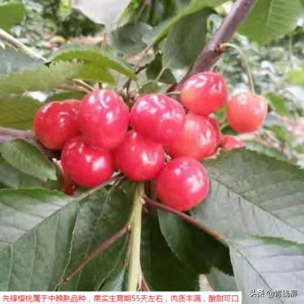 布鲁克斯樱桃种植管理技术，布鲁克斯樱桃几年结果（大樱桃栽培技术及病虫害防治技术要点）