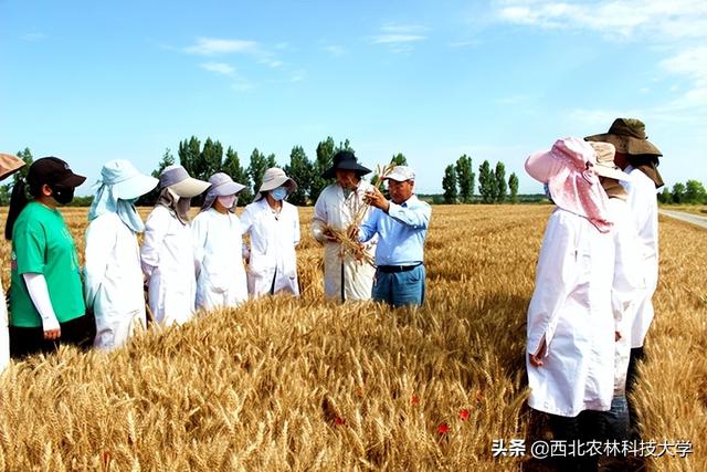 生产实习，生产实习心得体会（我校“三夏”生产实习全面启动）