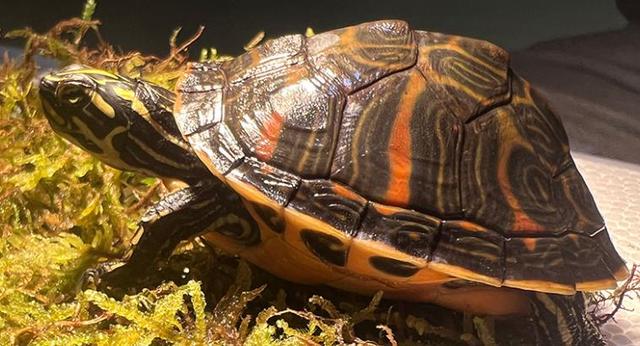 火焰龟养殖方法和注意事项，十大最好养的乌龟（乌龟“发色”话题的标杆）
