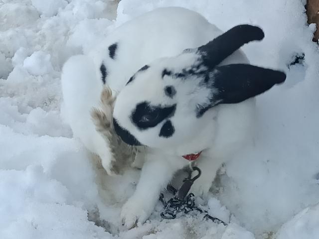 巨型金吉拉兔的产地-巨型金吉拉兔产自哪里，金吉拉兔是宠物兔吗（回忆养宠有感——既然选择养它）