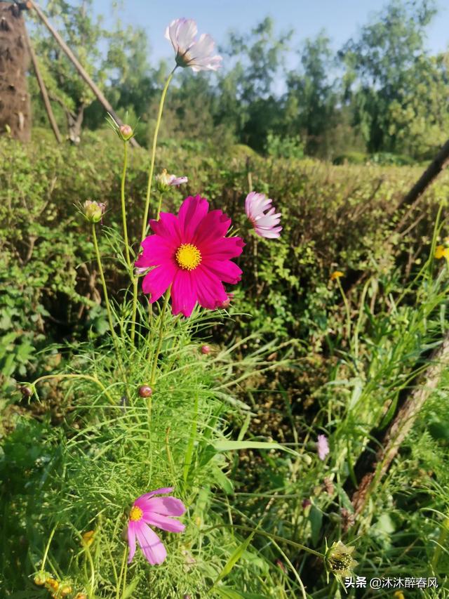 往后余生八字短句，余生致自己的精辟短句（往后余生：做事儿不求用力过猛）