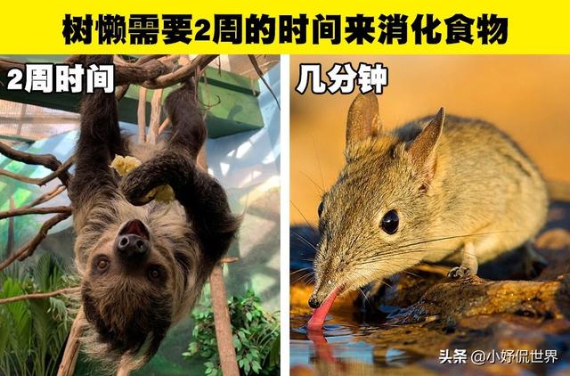 生物的冷知识，生物冷知识及其原因（你可能没有在生物课上学过的9个有趣事实）