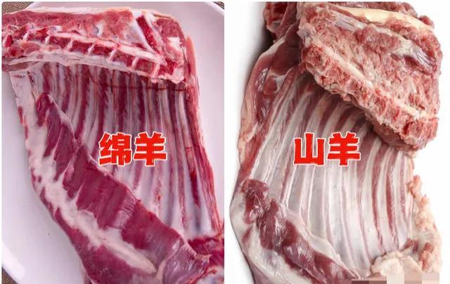 山羊的特点，黑波尔山羊的特点（要区别“绵羊”和“山羊”）