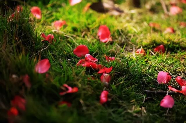 花开花落云卷云舒，花开花谢云卷云舒是那句话里的（在古诗词里静赏花开花落）