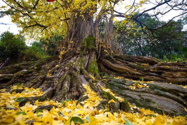 浦江是什么省什么市，浦江是哪个市的（浦江县这两个“公园”有了新身份）