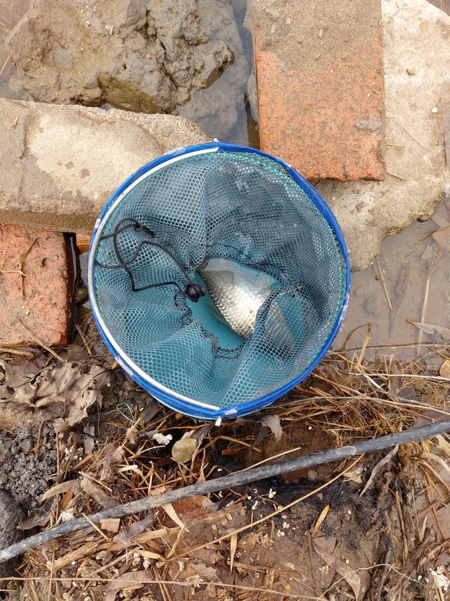 红虫串钩的正确方法，如何串钩钓鱼