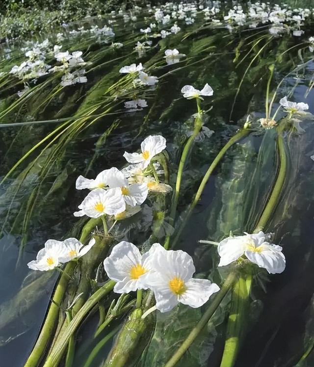 海里植物图片和名称图片