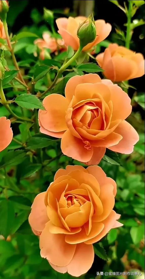 美美美的，美美美的表情包（壁纸美图）