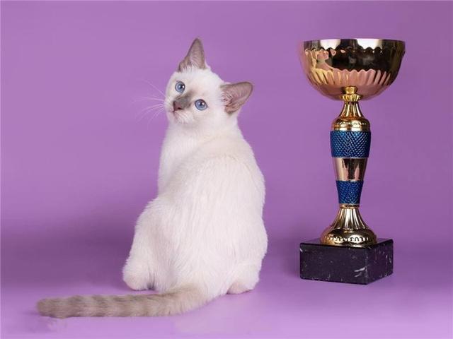 猫中之王是什么品种,十大最漂亮的猫(暹罗猫:堪称最忠诚的猫)