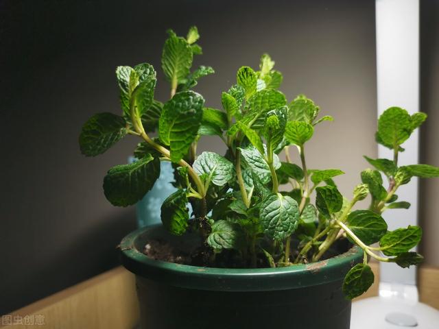 家里苍蝇太多了用什么办法快速解决，苍蝇太多了用什么办法快速解决（家里有苍蝇不用愁）