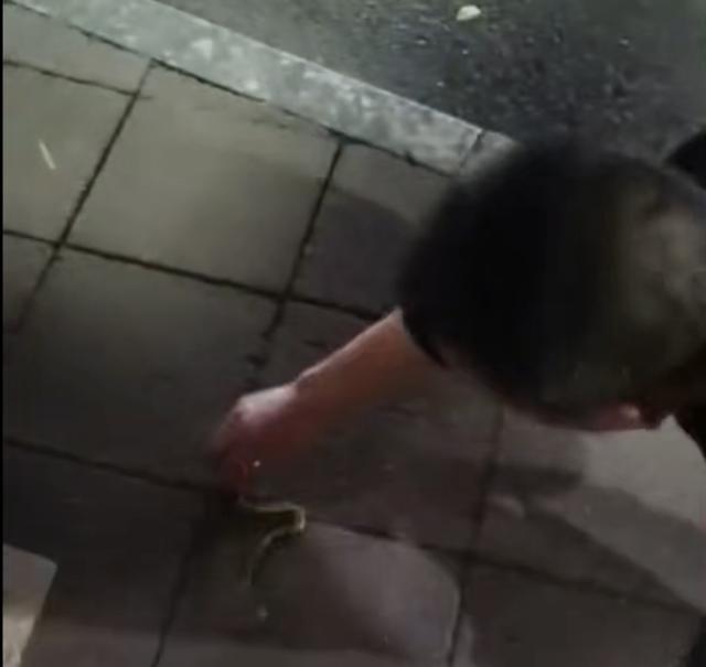 竹叶青的毒性多强，比五步蛇还强20倍