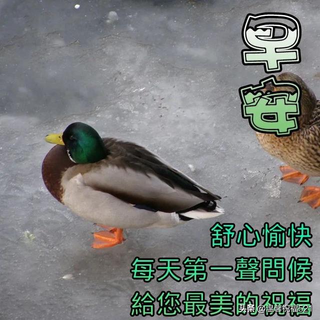 早上好的最佳图片，早晨锻炼并非最佳（每日早上好祝福问候语图片）