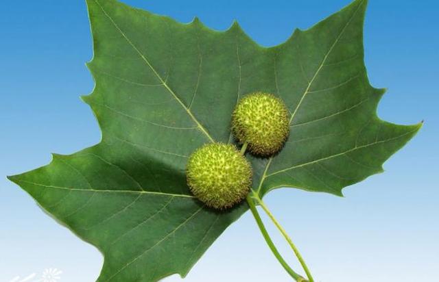 赞美春天的句子，写春天的优美句子（院子里的一棵梧桐树下）