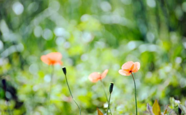 4月份是什么星座，6月份是什么星座（创造出令人羡慕的成绩）