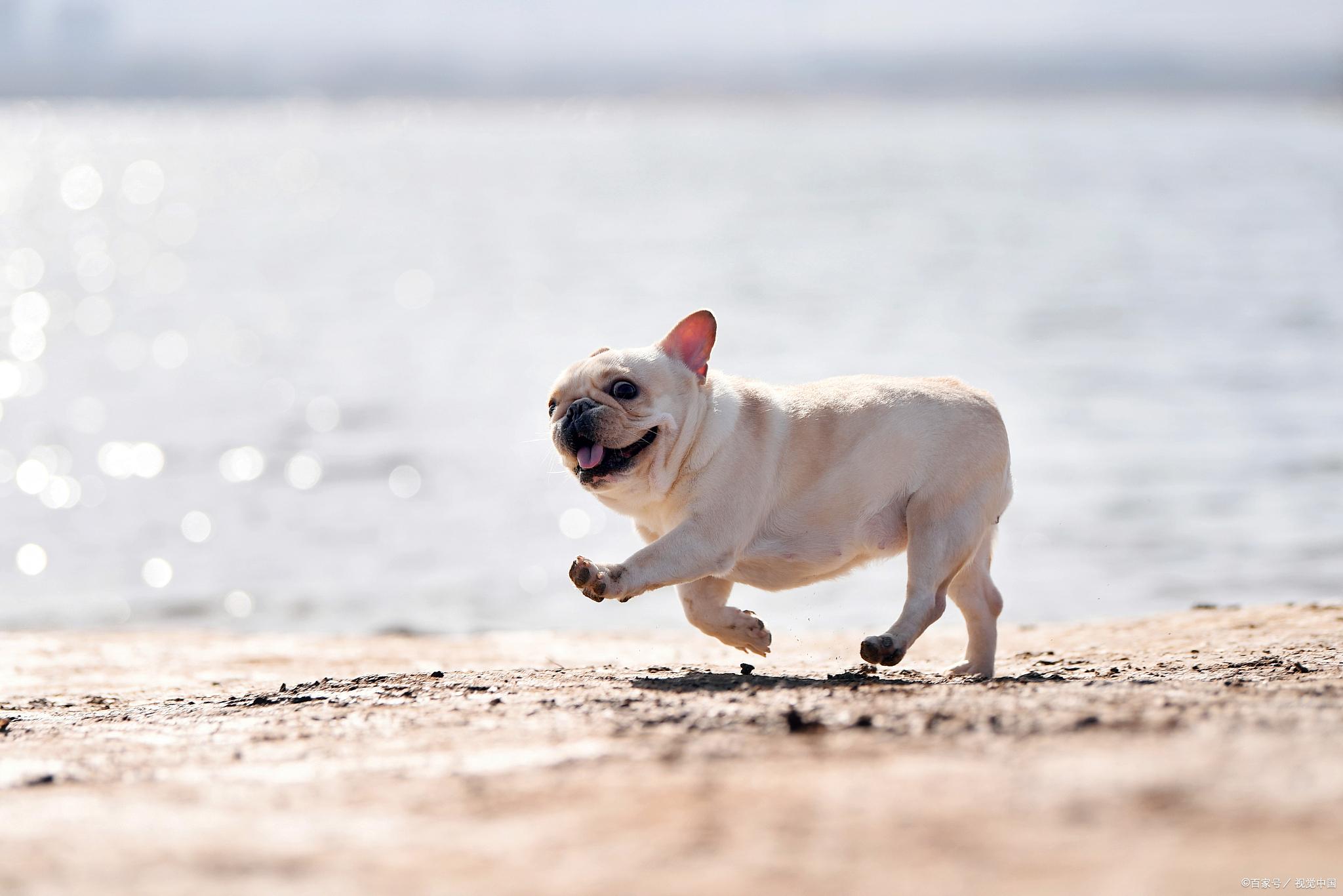 大型幼犬狗粮吃多少颗 大型犬幼犬粮