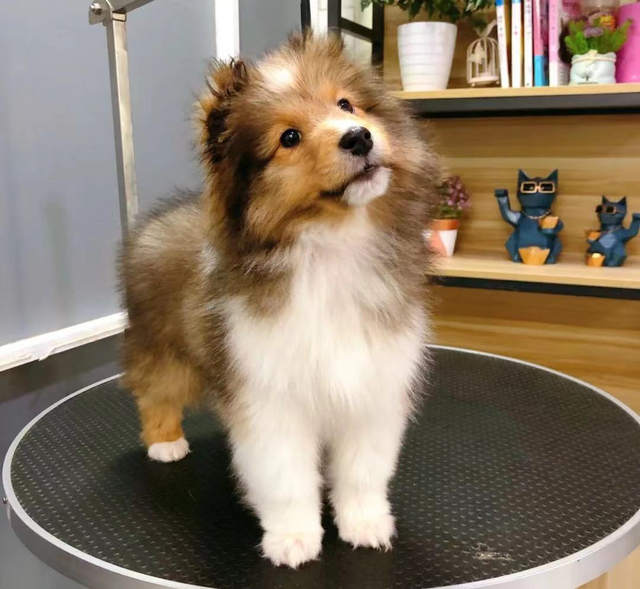 喜乐蒂牧羊犬价格，喜乐蒂牧羊犬的价格（这几点，不是人人都能接受的）