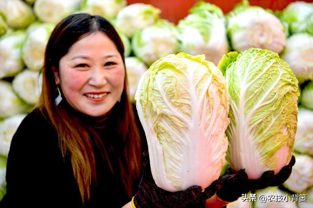 如何自己种白菜，怎么种白菜（怎样才能种出高产优质的大白菜）