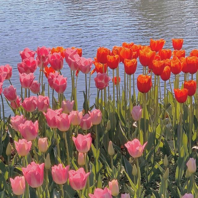 朋友圈图片，朋友圈图片折叠是怎么回事（分享一些治愈又个性的朋友圈背景图）