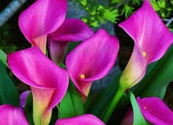 看望病人买什么鲜花，适合送病人的鲜花有哪几种（哪些花代表健康、平安、幸福）