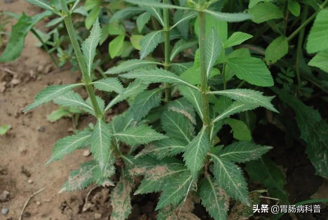 曼陀罗花的图片，曼陀罗花是什么（301味中药材的原植物彩色图谱）