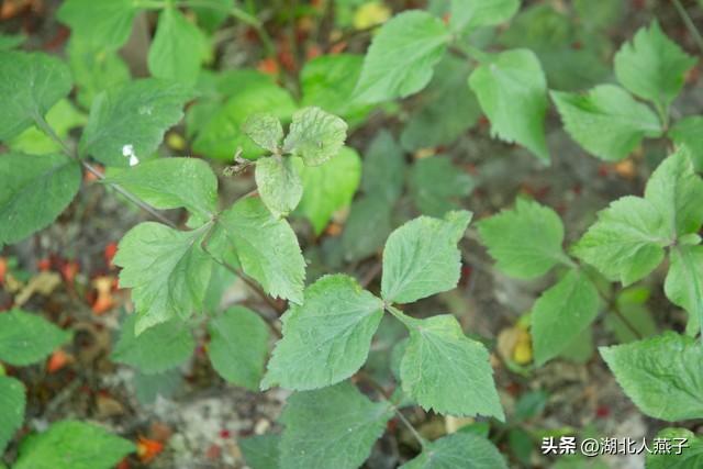 菜图片大全大图，饭店菜谱大全带图片（这43种时令野菜大量生长出来）