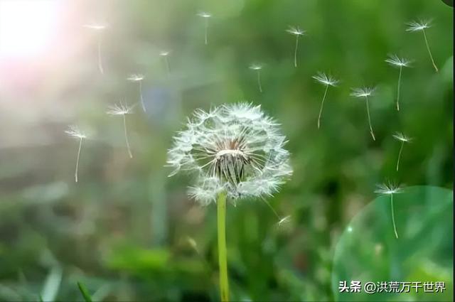 植物的传播方法，其他植物的传播方法有哪几种（十种植物的传播方法）