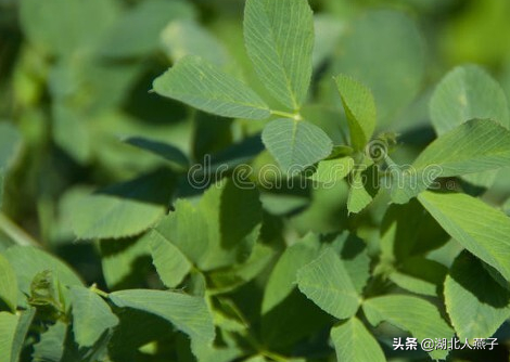 农村100种野菜图片，农村100种常见野菜（让你轻松认识各种野菜和吃法）