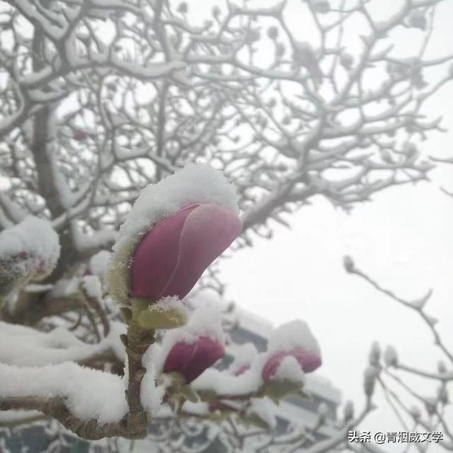 春天真美写一小段话，春天真美呀写句子（一场雪，让这里的春天真美）