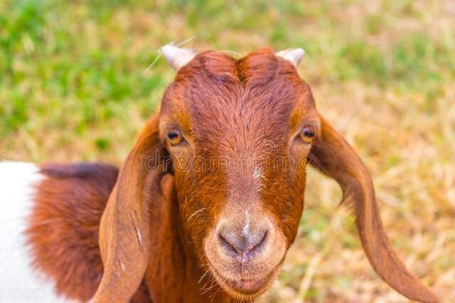 什么品种的羊适合圈养，什么品种的羊适合圈养繁殖快（看看这些推荐品种）