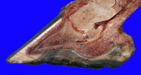 大象腿是怎么形成的，大象腿的特征（失去一条腿的大象都可以存活下来）