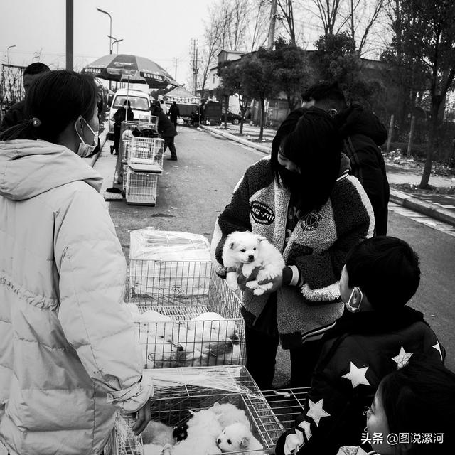 宠物市场在哪里，成都的宠物狗市场在那里呀（漯河宠物市场印象）