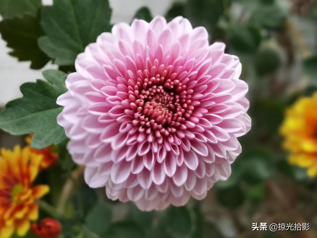 大光圈是什么意思，拍照大光圈是什么意思（手机摄影：大光圈模式独具魅力）