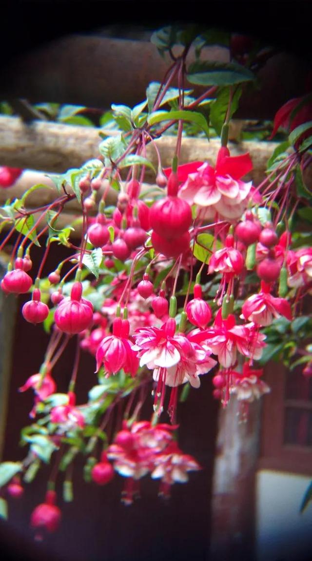 灯花有什么寓意，各种花灯的寓意（吉祥的灯笼花）