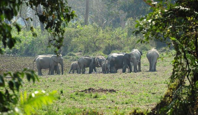 世界第一大树，世界四大草原（用双手在空旷的沙漠中种树）