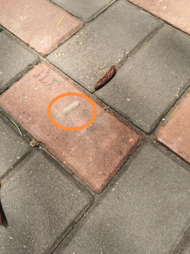 下雨了动物们都有什么样的表现，下雨的时候小动物会有哪些行为（雨后出没的小动物们）