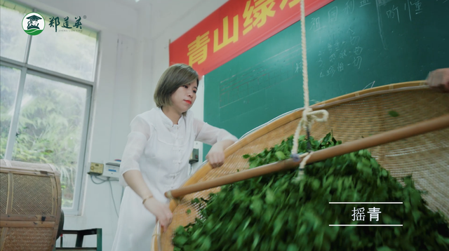 乌龙茶和铁观音的区别，乌龙茶与铁观音是一个茶吗有什么区别（乌龙茶铁观音为什么要摇青）