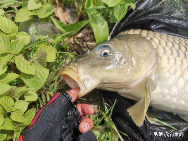 钓鲤鱼用什么打窝，钓鲤鱼用什么饵料打窝好（学会这三种打窝方法）