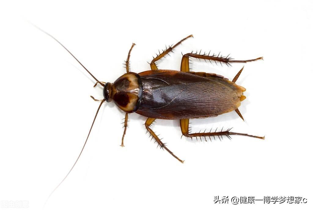 美洲大蠊其实小李查得没错,康复新液的主要成分就是蟑螂身上的乙醇