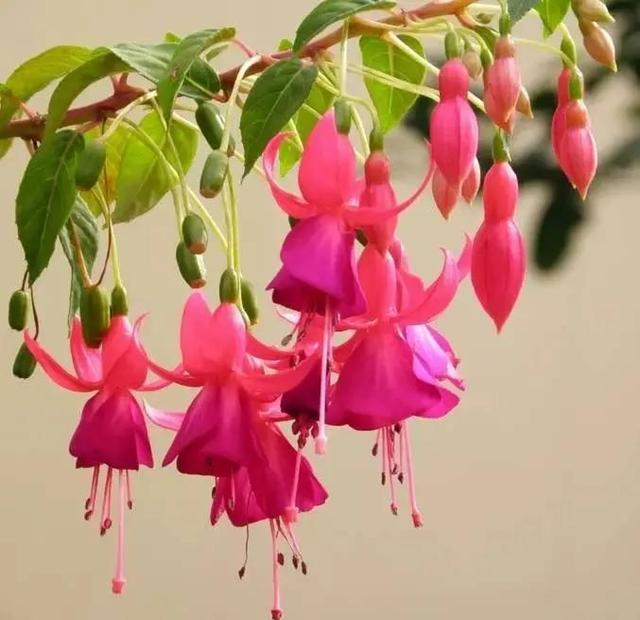 灯花有什么寓意，各种花灯的寓意（吉祥的灯笼花）